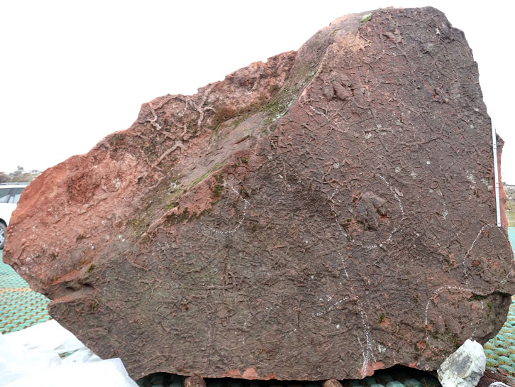 贵州省赤水白垩纪夹关组地层中发现兽脚类恐龙足迹化石