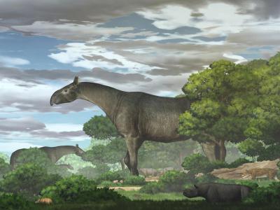 中国发现比长颈鹿更高的“参天巨犀”化石 2500万年前漫步于青藏高原与巴基斯坦