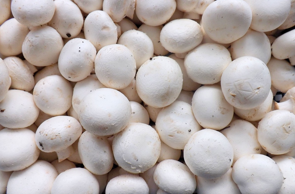 白蘑菇中存在的化学物质可能减缓前列腺癌的进展