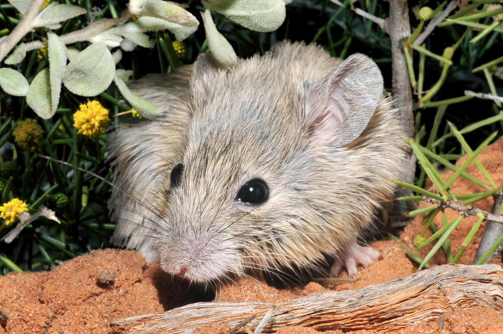 澳大利亚被认为在150年前就已经灭绝的古氏拟鼠死而复生