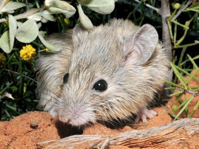 澳大利亚被认为在150年前就已经灭绝的古氏拟鼠死而复生