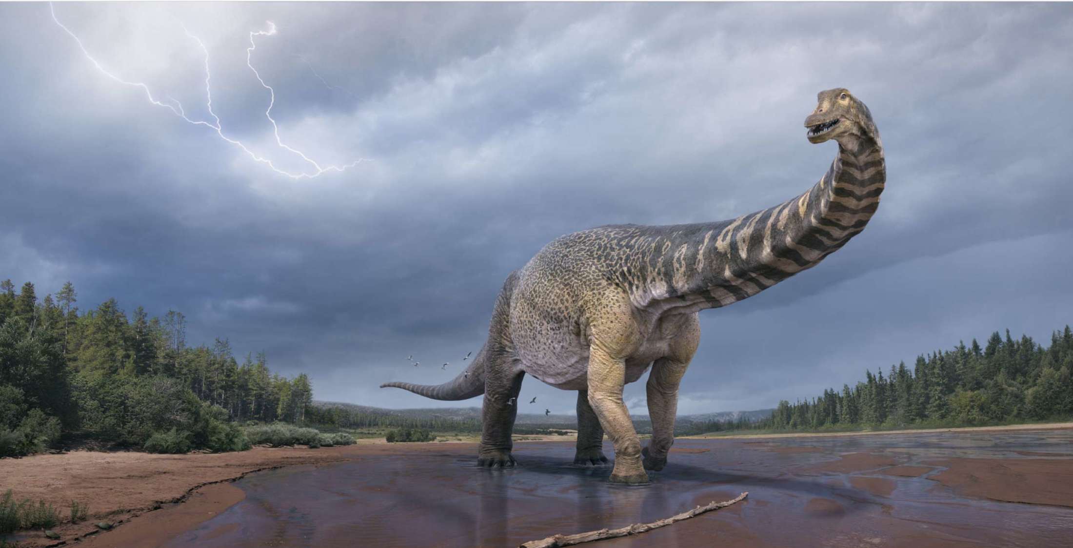 澳大利亚发现最大恐龙新新种“南方泰坦巨龙”？让我静一静