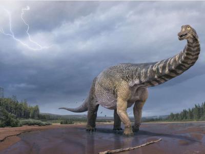 澳大利亚发现最大恐龙新物种“南方泰坦巨龙”？让我静一静