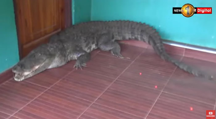 斯里兰卡女童早上起来打开房门发现一条3公尺长鳄鱼出现在家中