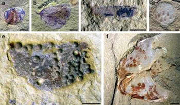 产自海晏新剖面的各类动物卵化石