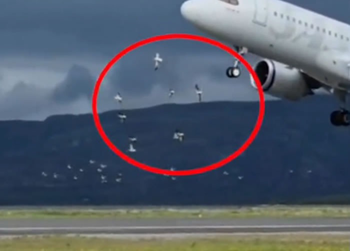 挪威阿尔塔国际机场客机降落时遇到一群海鸥 吸进引擎秒变灰烟喷出