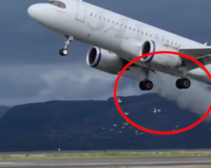 挪威阿尔塔国际机场客机降落时遇到一群海鸥 吸进引擎秒变灰烟喷出