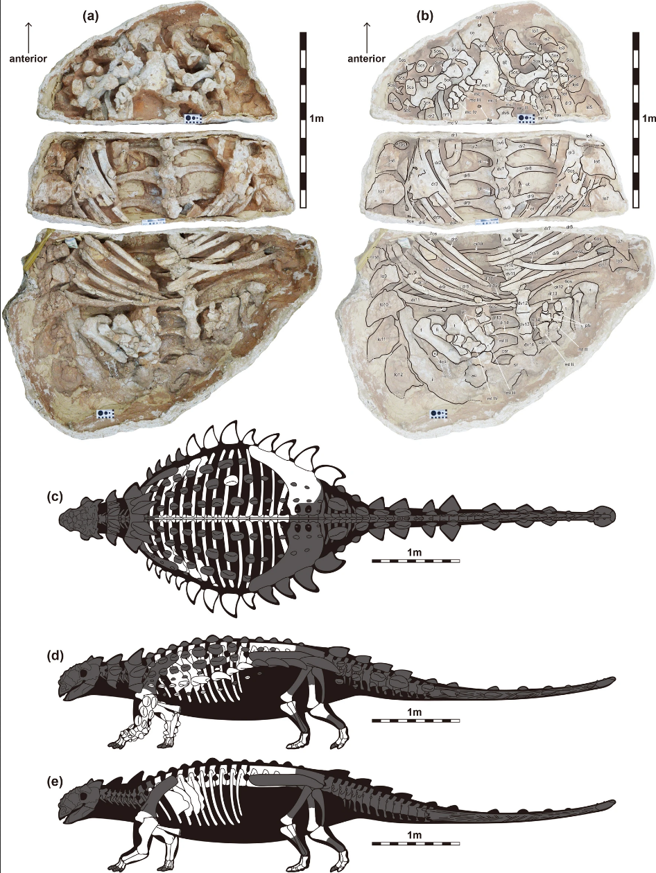生活在白垩纪的大型有甲食草动物甲龙可能具备挖掘能力