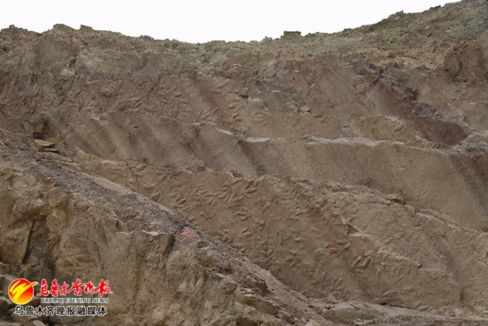 塔里木盆地发现大量侏罗纪时期恐龙足迹化石