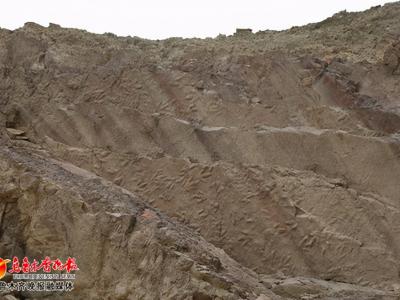 塔里木盆地发现大量侏罗纪时期恐龙足迹化石
