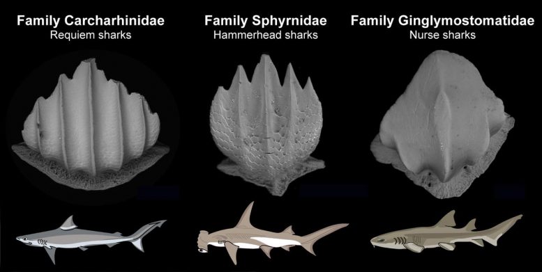 科学家利用鲨鱼鳞片化石来重建数百万年前的鲨鱼群落
