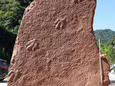 四川省泸州市古蔺县黄荆镇发现一批保存良好的白垩纪恐龙足迹化石