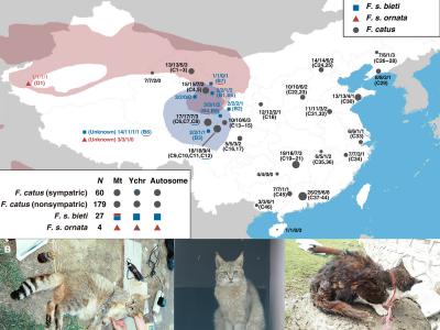 基因组研究表明中国山猫是野猫的一个亚种 它们与中国驯养家化的猫无关