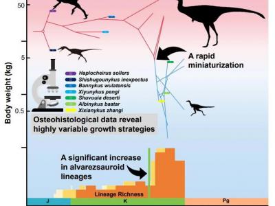 最新研究揭秘阿尔瓦雷斯龙类恐龙快速小型化过程