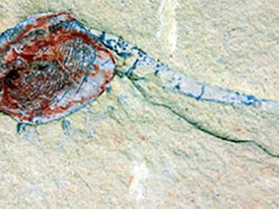 中国新发现的古生物托儿所提供了5.18亿年前生命的罕见信息