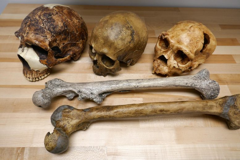 头骨化石： - 左：Amud 1，尼安德特人，55.000年前，~1750 cm3 - 中间。Cro Magnon，智人，32.000年前，~1570 cm3