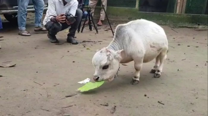 孟加拉国不丹牛只有51公分高 动物界新星Rani有望破吉尼斯世界纪录