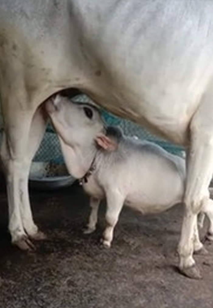 孟加拉国不丹牛只有51公分高 动物界新星Rani有望破吉尼斯世界纪录