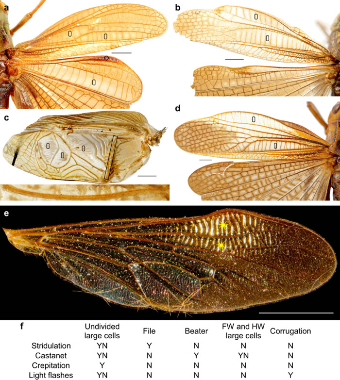 3.1亿年前昆虫或已开始用翅膀传播信息