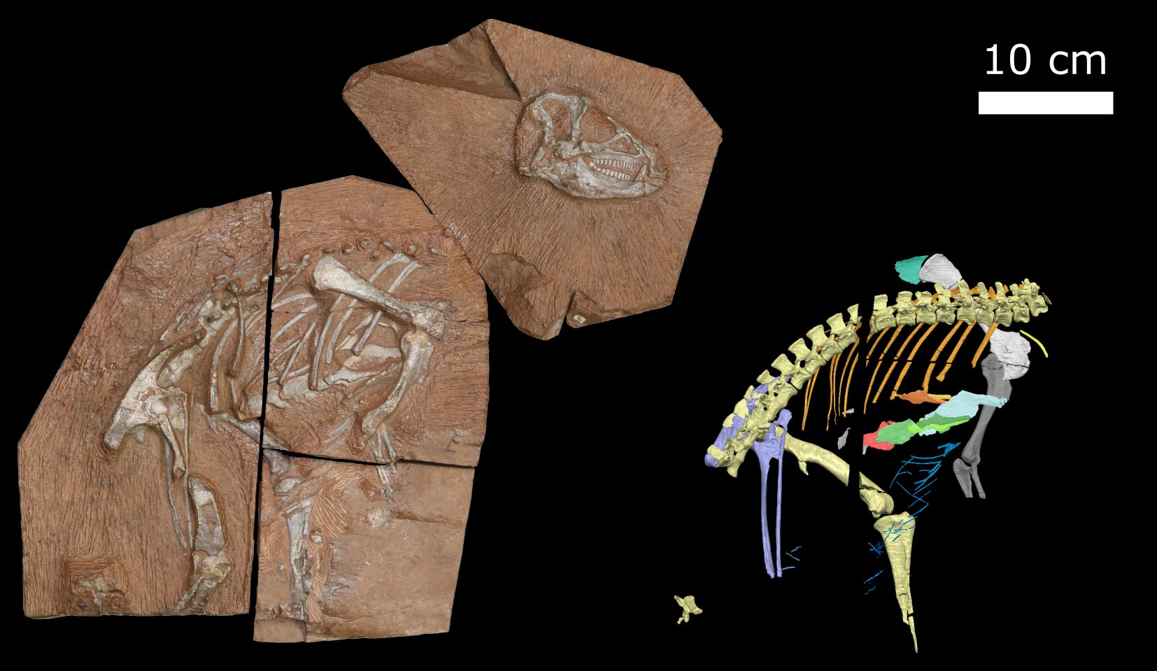 高能X射线展示2亿年前的恐龙Heterodontosaurus tucki如何呼吸