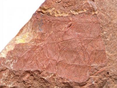 法国列万发现的化石表明3.1亿年前石炭纪晚期的昆虫可能已开始用翅膀传播信息