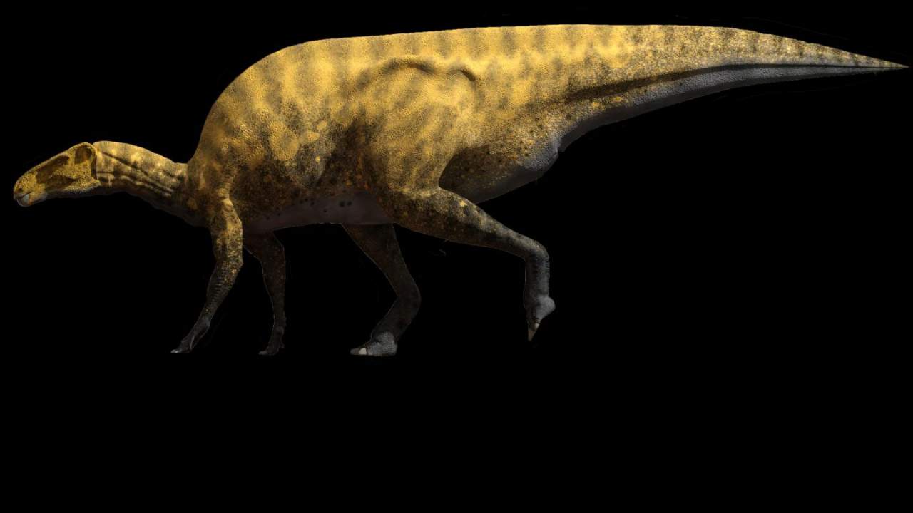 西班牙发现一种新的类似禽龙的恐龙物种Portellsaurus sosbaynati