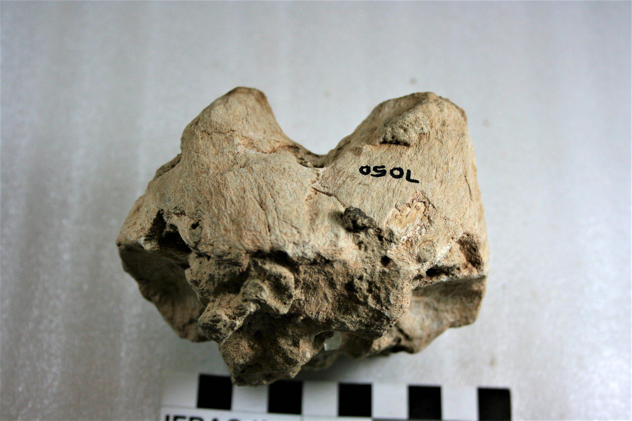 南非发现的石器时代鸵鸟蛋壳揭示人类早期祖先所面临的极端气候变化的重要新信息