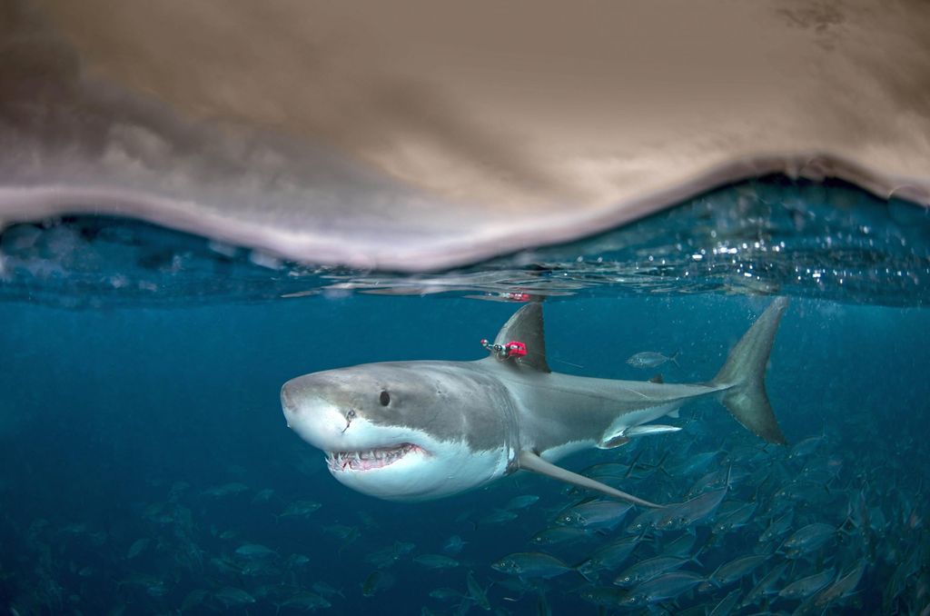 为何白鲨等一些鱼类是温血的？可以游得更快
