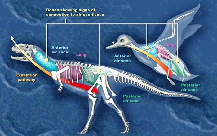 和鸭子一样，玛君龙的骨骼中也具有一些与气囊组织相关的结构特征
