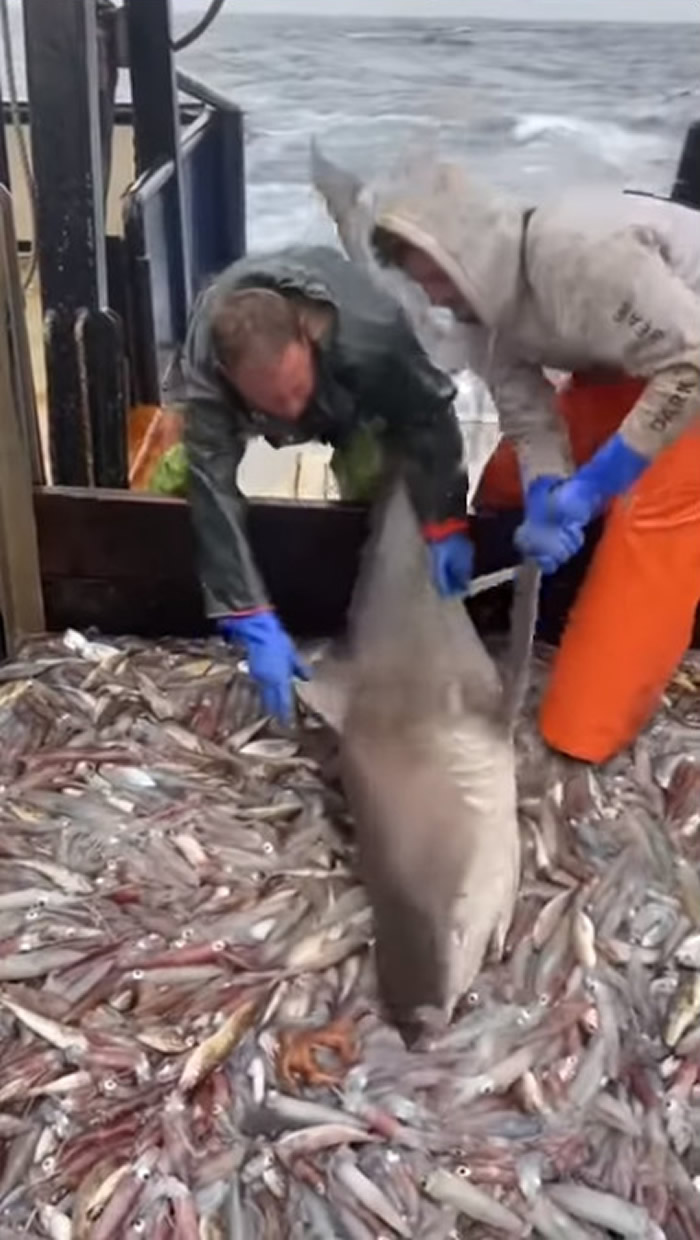 新英格兰渔民意外捕获鲨鱼 要放生时它却不愿离开不断啃食船上的小鱼