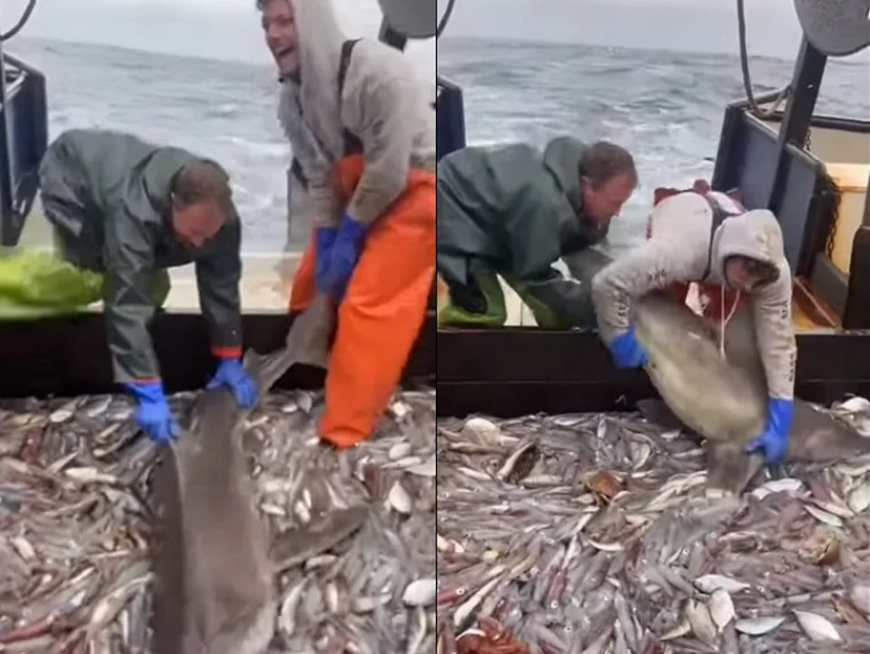 新英格兰渔民意外捕获鲨鱼 要放生时它却不愿离开不断啃食船上的小鱼