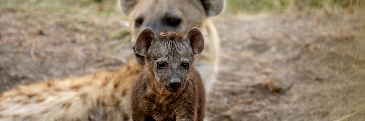 斑点鬣狗社群中继承自母亲并传递给后代的社会网络对鬣狗的生命与存活至关重要