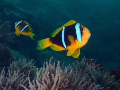 长期暴露在人工光源下的小丑鱼“橙鳍双锯鱼”存活率比较低