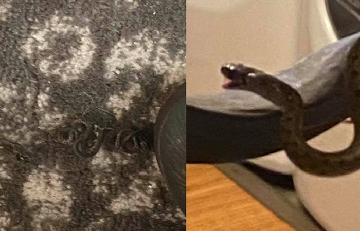 美国乔治亚州女子准备睡觉时觉得床底下有东西 伸手一摸才发现是一窝17条小蛇围着母蛇