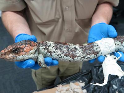 研究人员调查著名的澳大利亚蜥蜴shingleback的非法贸易程度