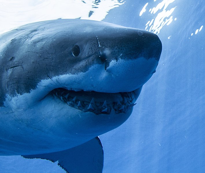研究人员担心惊悚鲨鱼电影《大白鲨》对这种濒临灭绝动物的保护工作产生负面影响