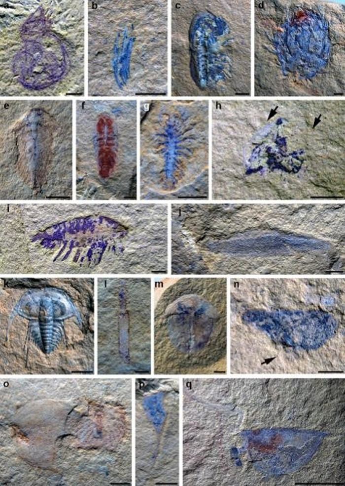 A.产自海晏新剖面的幼体标本；B.产自海晏和海口剖面的周小姐虫化石数量与体长的对比。
