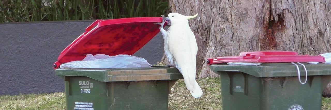 垃圾箱中的觅食动物：澳大利亚悉尼市郊鹦鹉复杂文化中的创新与传播