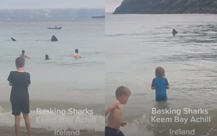 爱尔兰一处海滩上挤满游客 两条巨大鲨鱼突然靠近