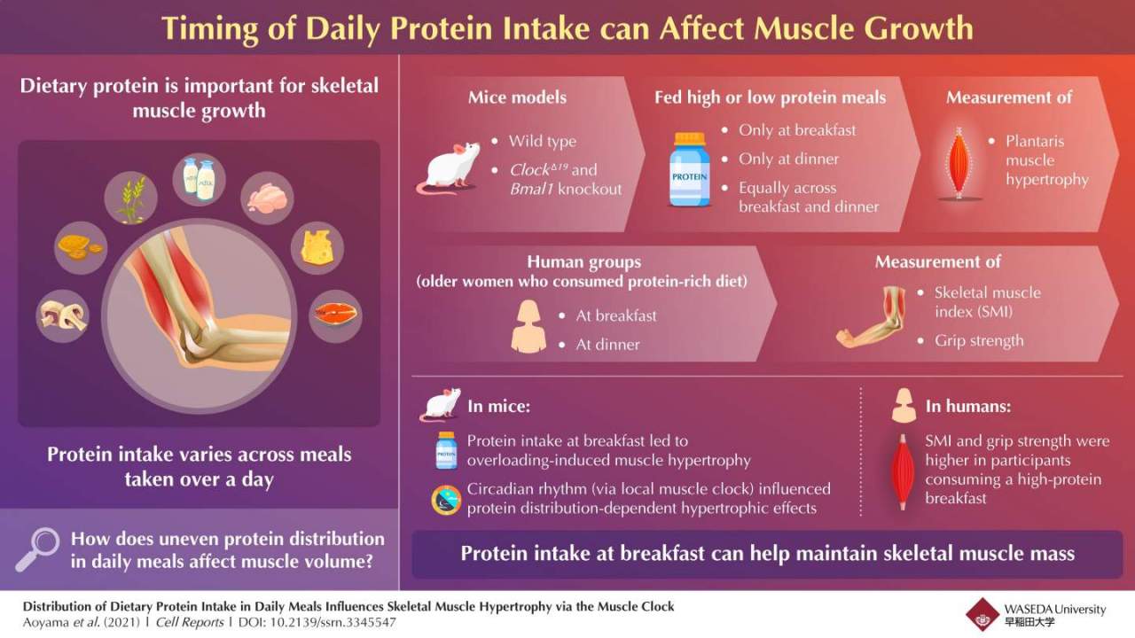研究发现早上摄入更多蛋白质以及晚上摄入更少蛋白质可能是肌肉生长的最佳选择