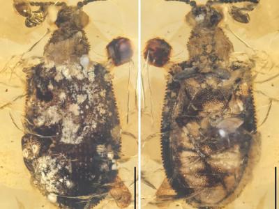 《动物学论丛》：在缅甸琥珀中发现1亿年前甲虫“木乃伊化”肌肉