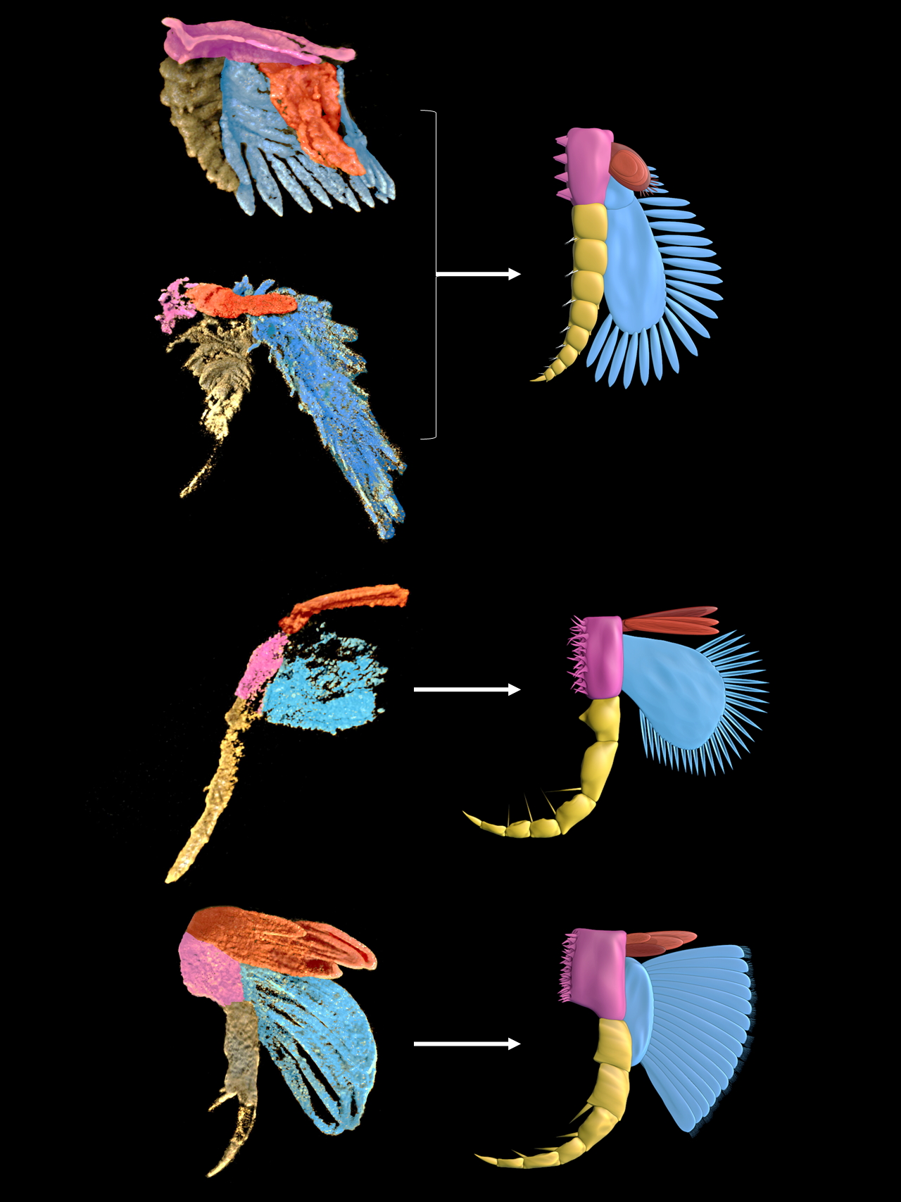 插图一：左侧为使用显微CT及三维复原技术从化石中提取的4个澄江节肢动物物种的腿肢三维模型（从上往下分别为：迷人林乔利虫、肥胖林乔利虫、刺状纳罗虫、异形网面虫），