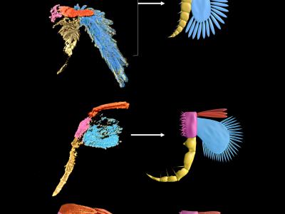 利用显微CT研究发现早寒武世澄江生物群节肢动物腿肢的新结构