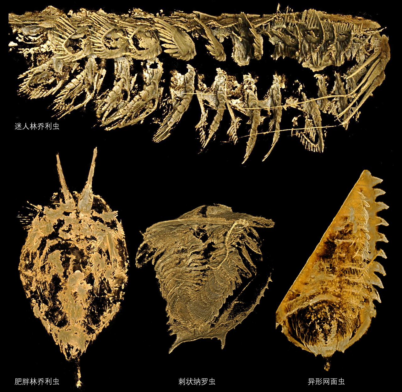 插图二：本研究中涉及的四个非甲壳动物支系的节肢动物物种