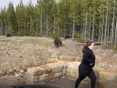 美国女子到黄石国家公园旅游不顾警告下车近距离拍摄熊妈妈带着两只小熊的画面