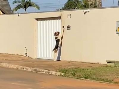 巴西马托格罗索州一只大狗回家时会站起来按门铃