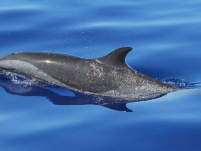 新研究揭示鲸类动物是如何发展出头顶吹气孔的