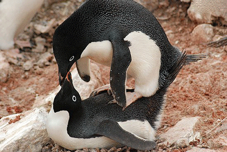 企鹅是如何繁殖的?堪称动物界洪世贤