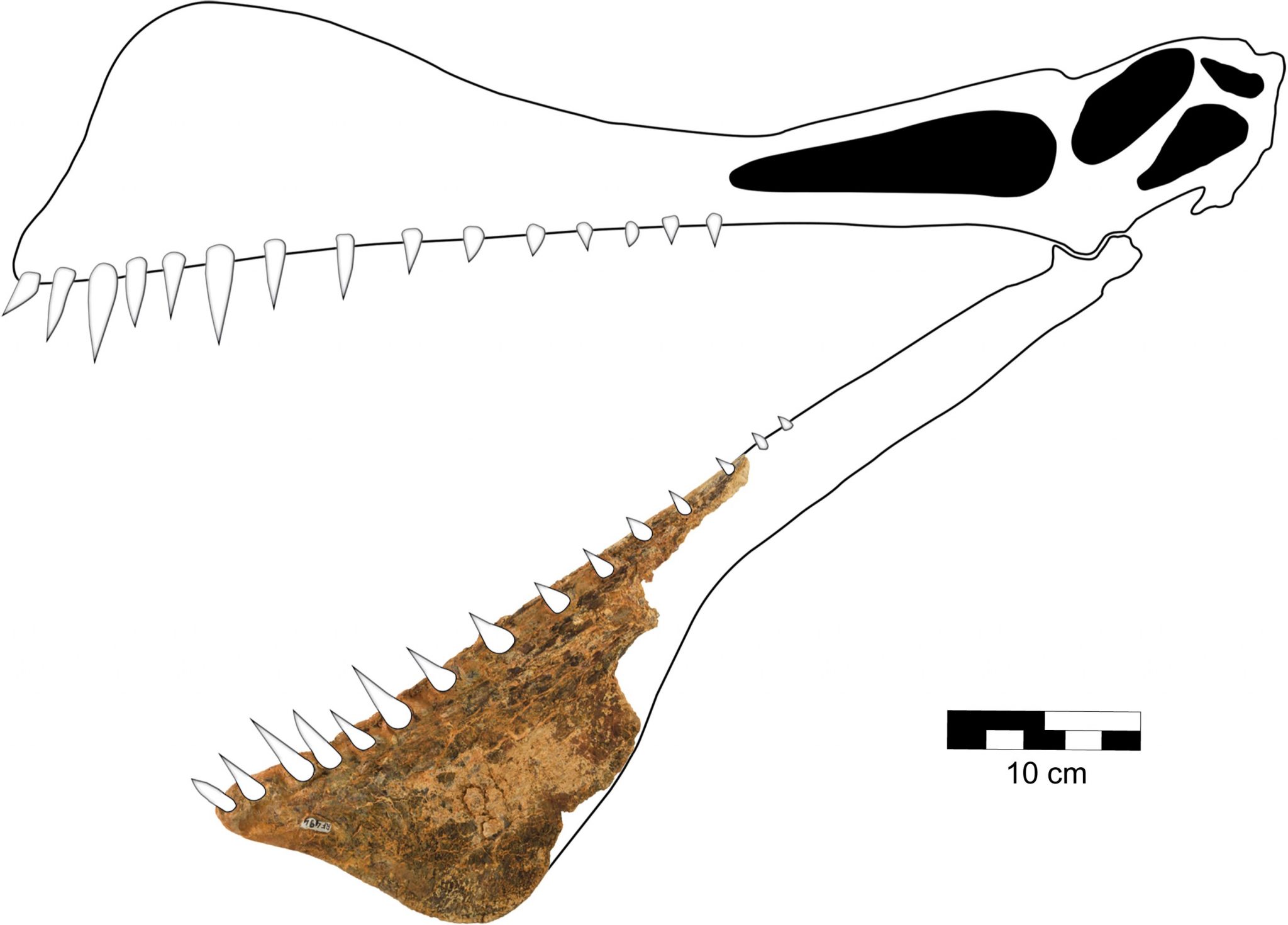 澳大利亚发现一种翼展有7米的新翼龙化石Thapunngaka shawi