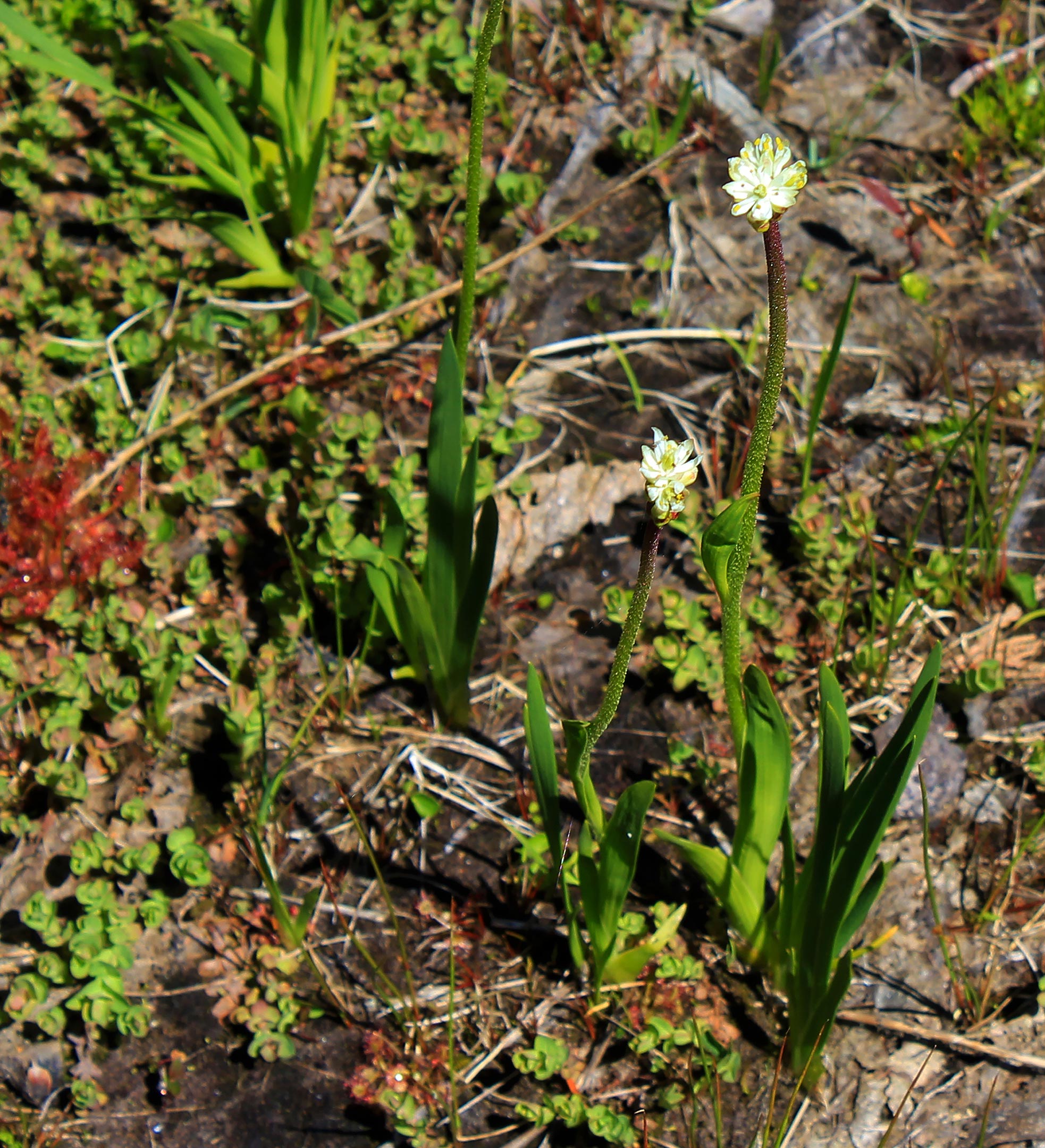 北美西部发现一种新的食肉植物——Triantha occidentalis